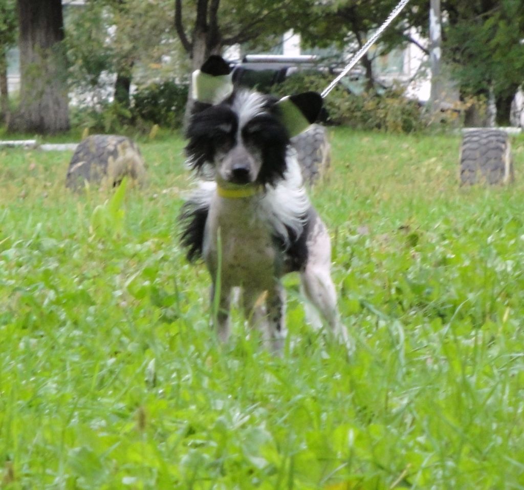 Celeste Royal Dream Pemberli