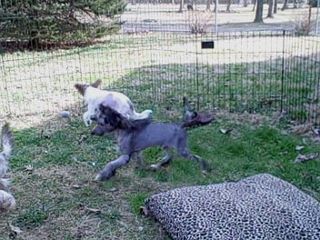 Sakkarra Monkeyshines