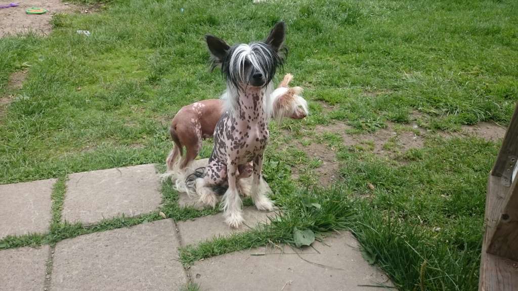 Love Bites HolyDiver