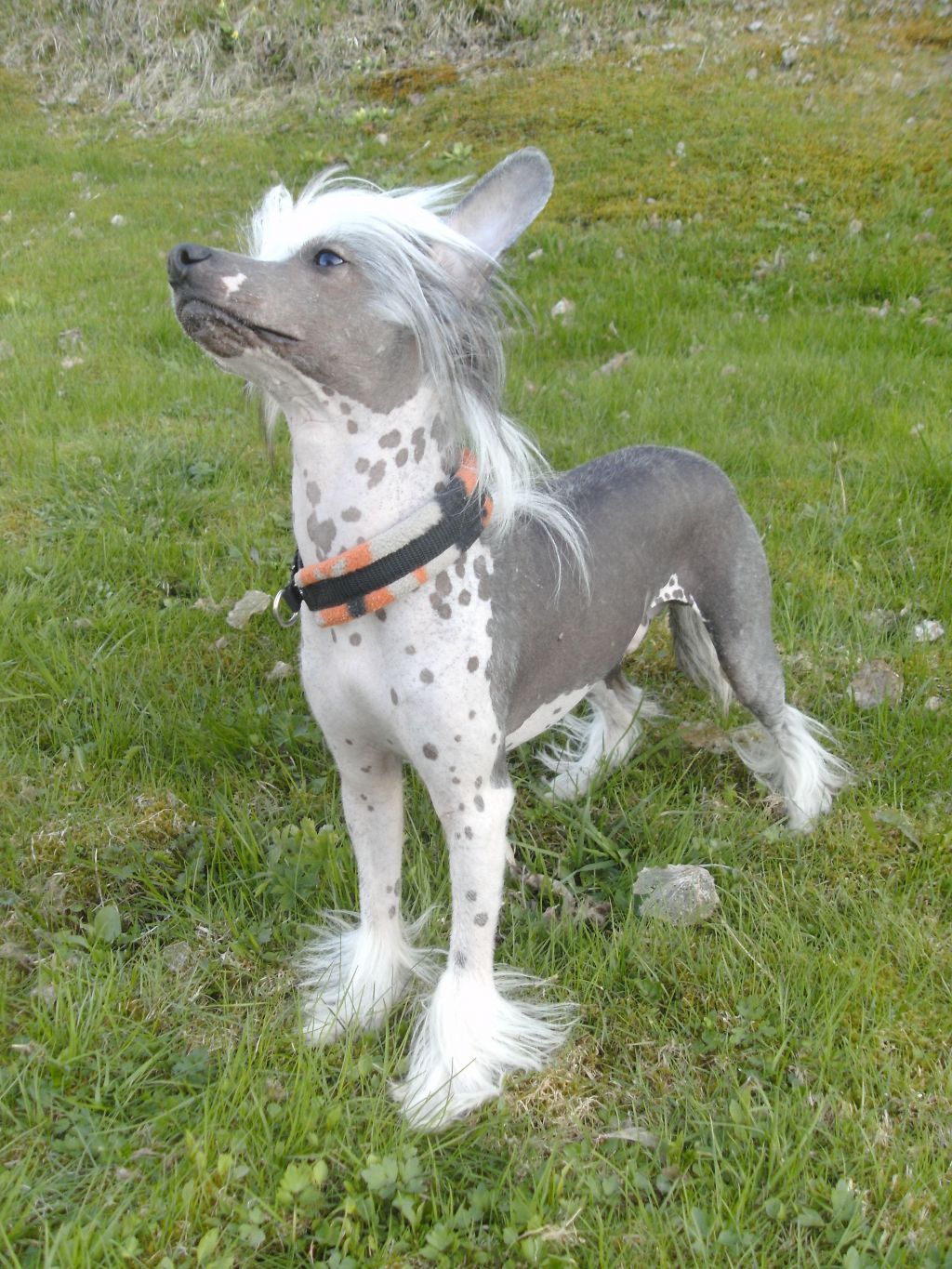 Love Bites WantedMan