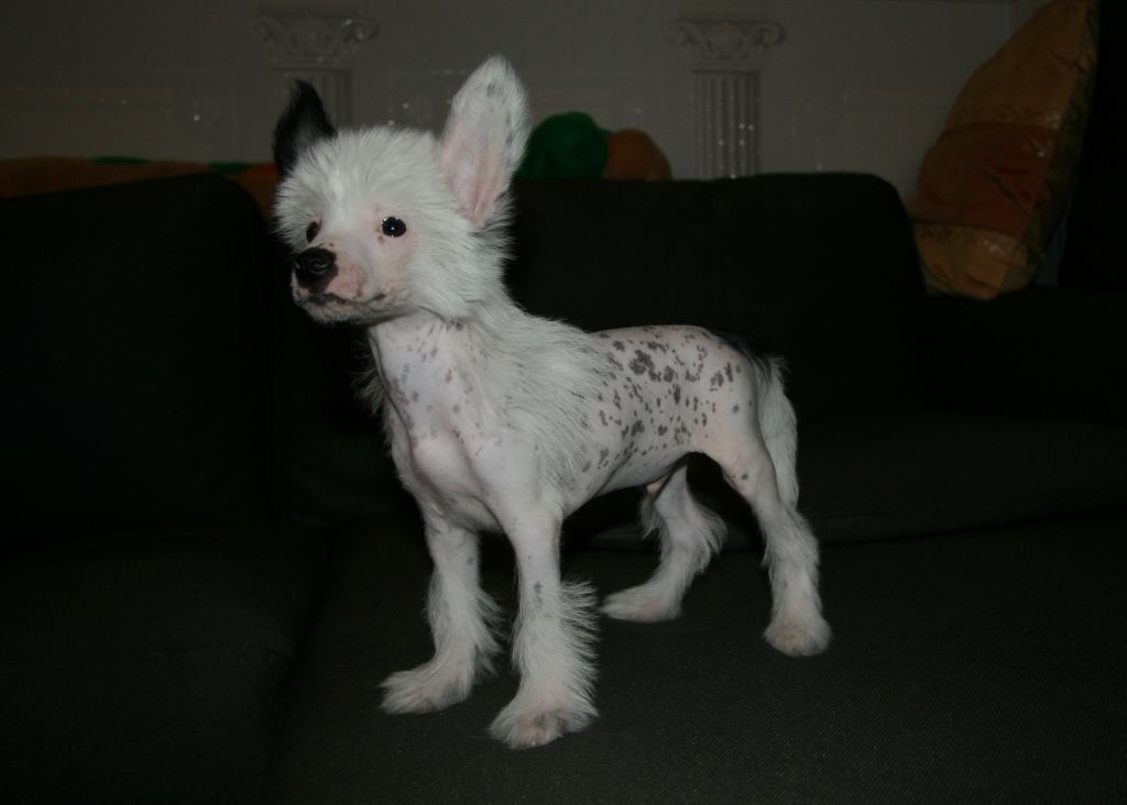 Sky Miracle Vasco da Gama