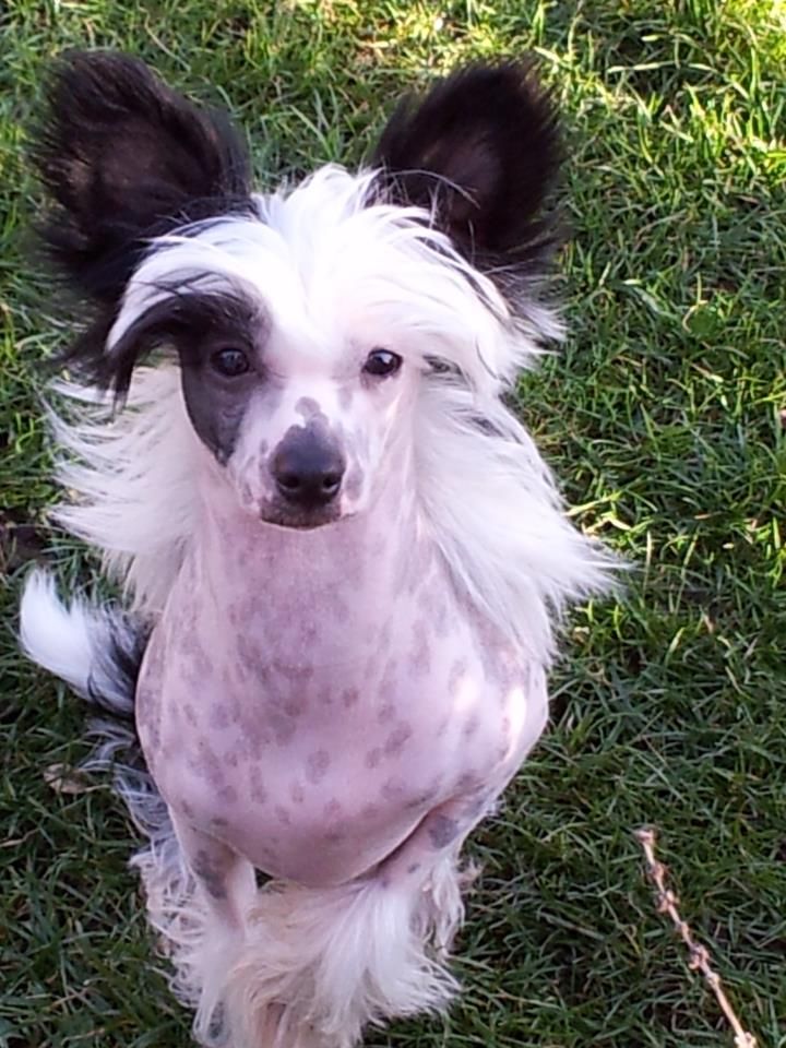 Gracemere's I'm Lennon of Zanjero