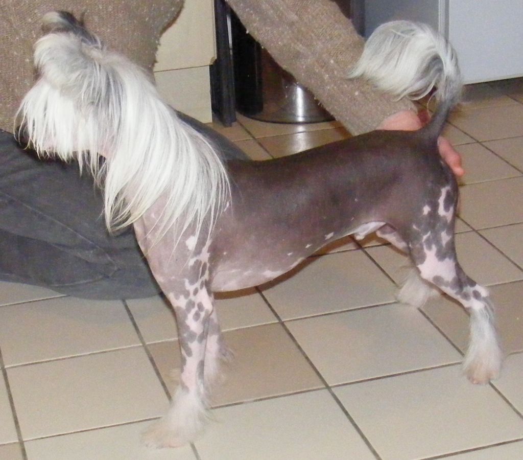 Dizame Time To Tango