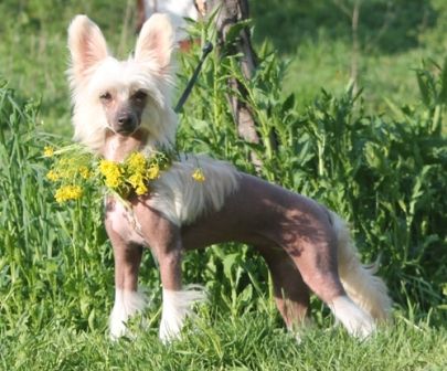 Milisenta Ee Velichestvo