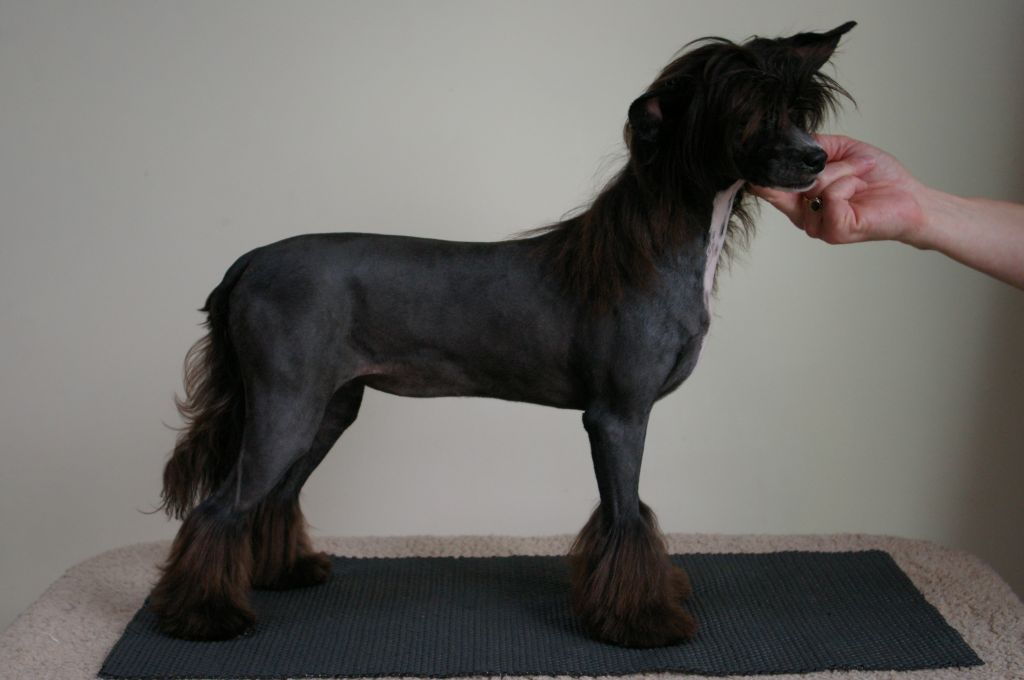 Liddyleaze Fallen Angel