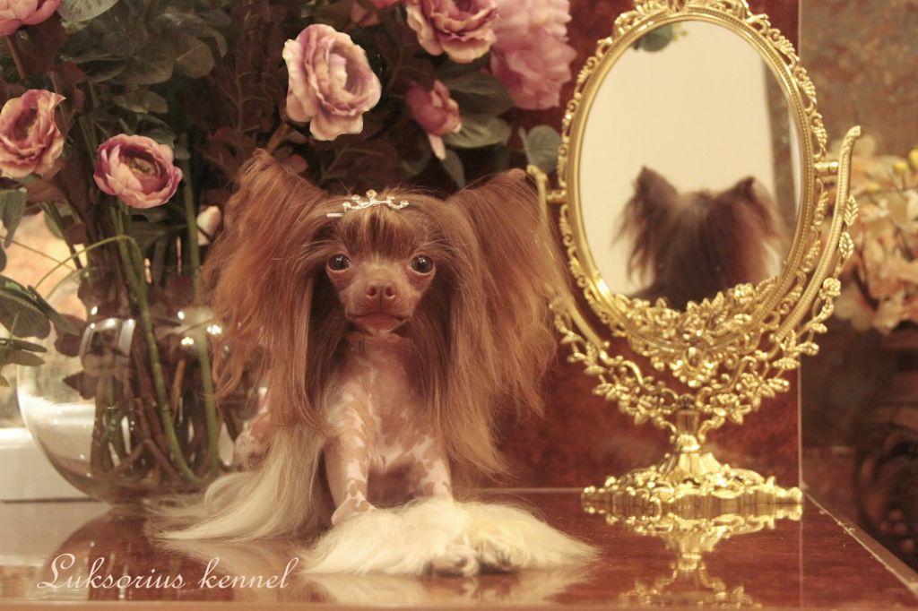 Luksorius Neo Mystik Engel