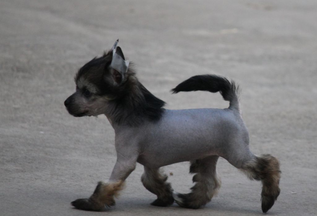 Zoelle-Taracrest Bonanza