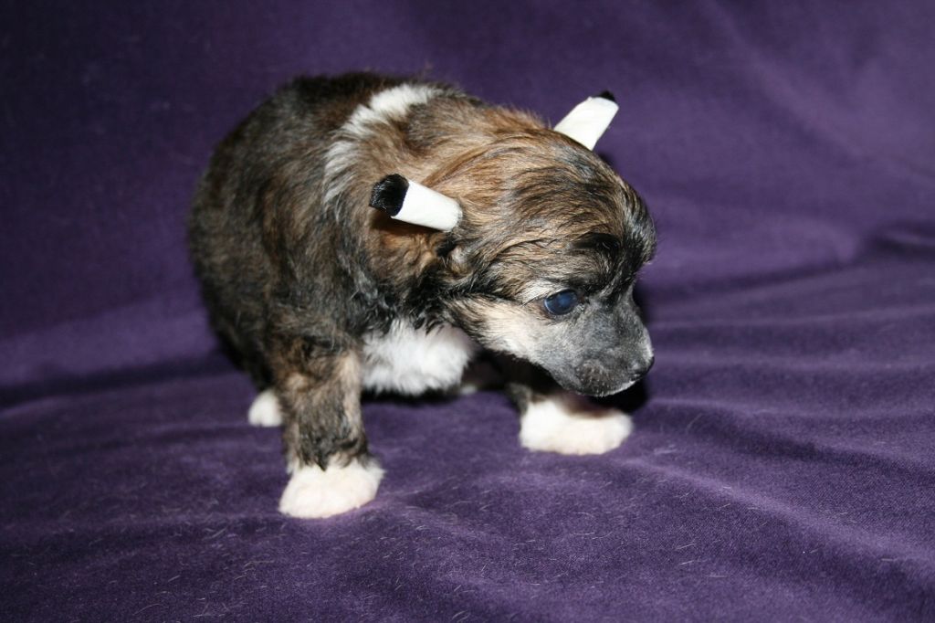 Bella Konstanta Grechny Angel