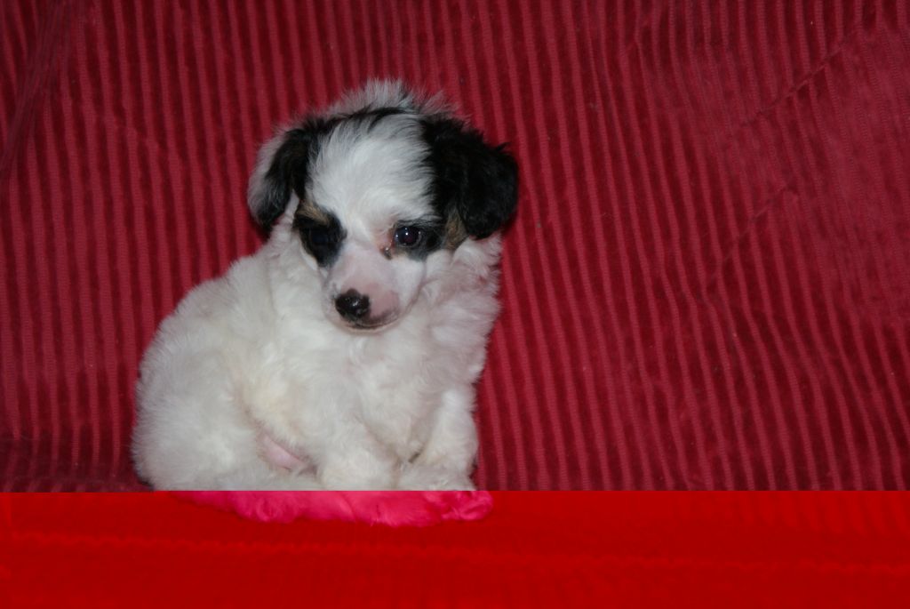 Shelcovij Shlejf  Julya