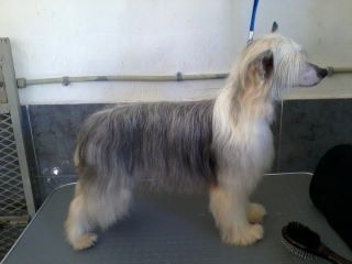 Diadene Polly Pocket