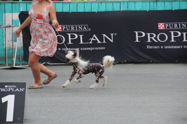 Irgen Gold  Talisman Cross Fortescue