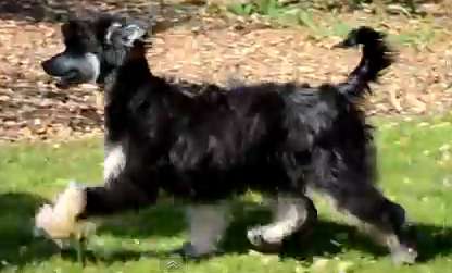 Dragonland Dark Night