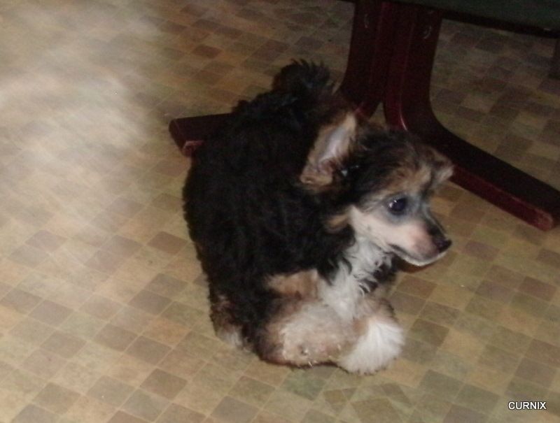 Moretonia Dream For A Rose