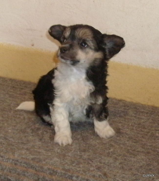 Moretonia Smile For A Rose