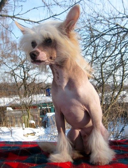 Angel O' Check Fon Baron.