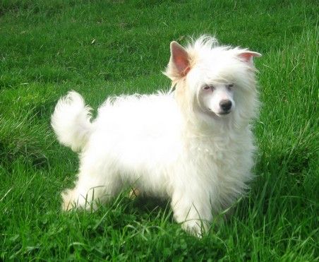 Angel O' Check Udacha.