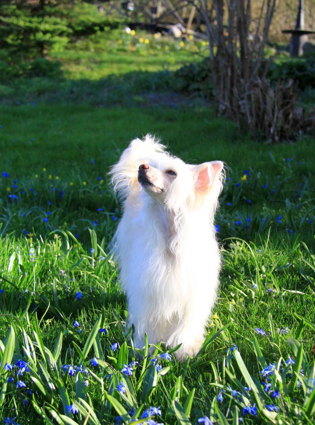 Paw-a-dee Powderpuff Pinglan