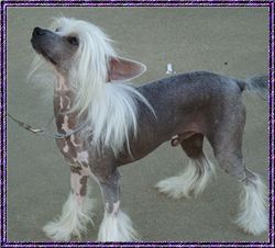 Marquis Barely Legal HL