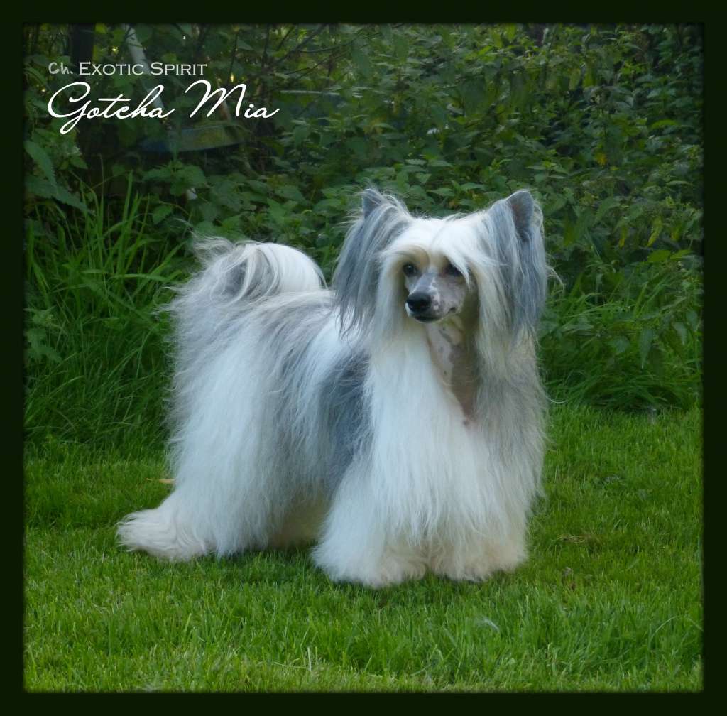 Exotic Spirit Gotcha Mia