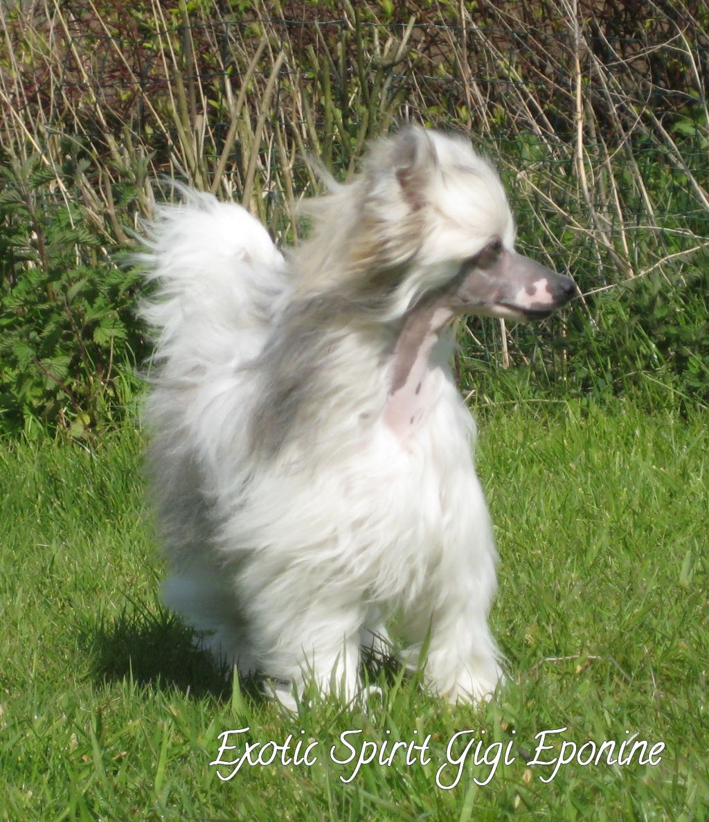 Exotic Spirit Gigi Eponine