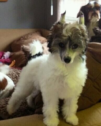 Exotic Spirit Glowy Sue