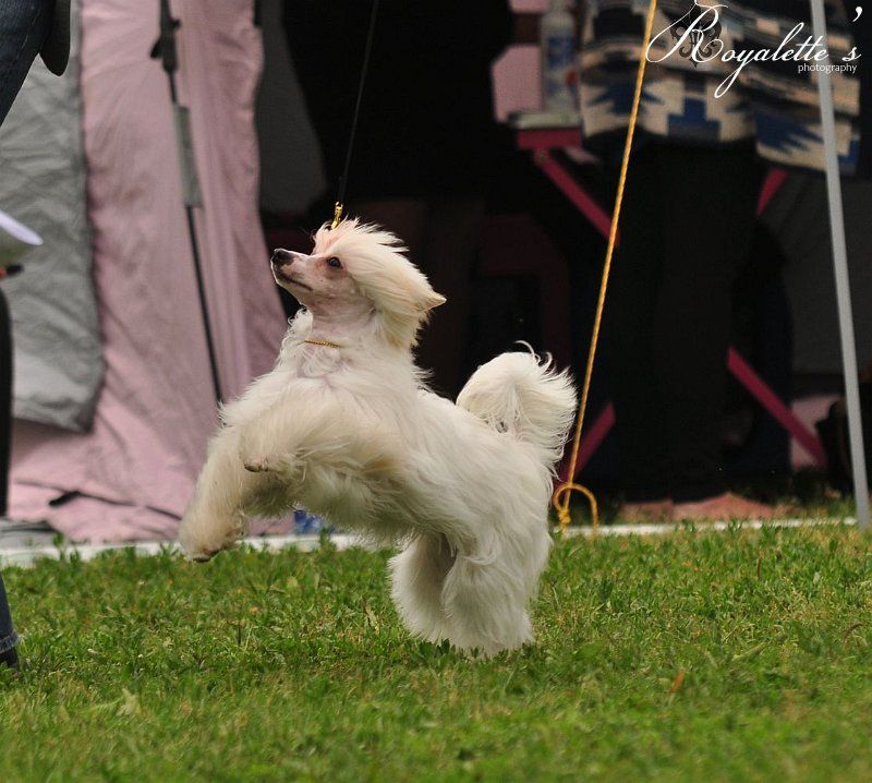 Anna Sky Kennel Viktoria Winner
