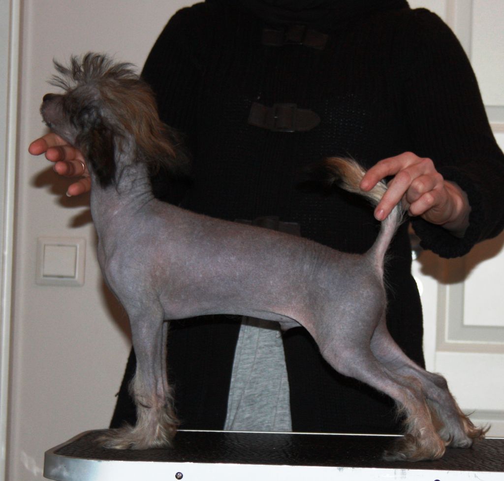 Dazzlingtails Casino Royale