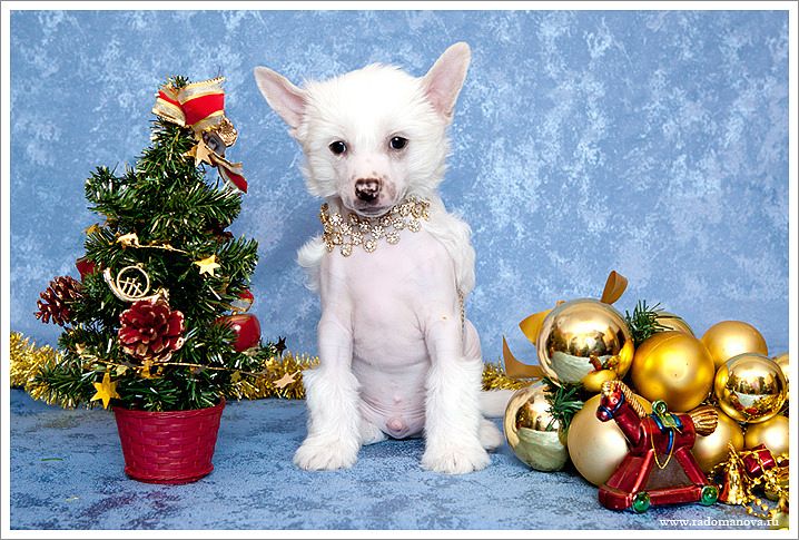 Olegro Katrin Alexandrit