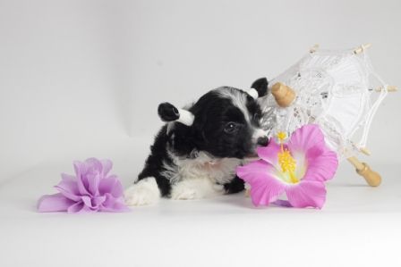 Telefassa Shining star