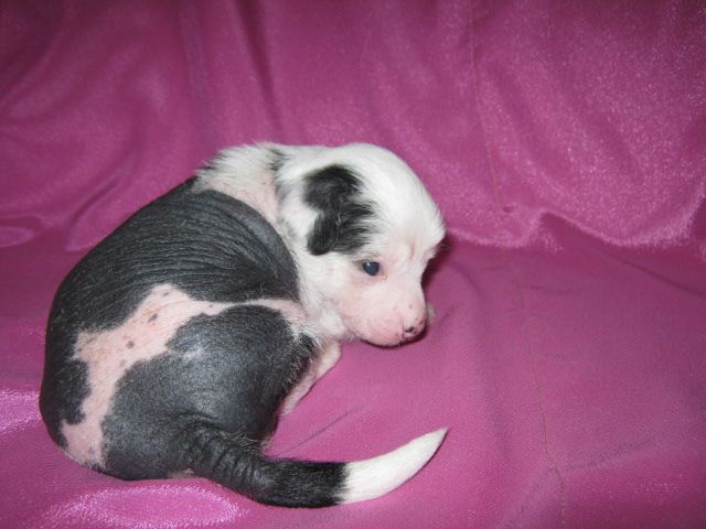 Utrenniy Breeze Show Girl