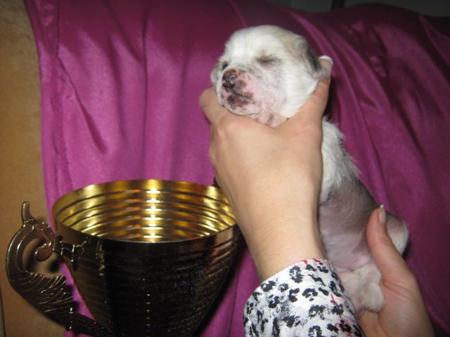 Utrenniy Breeze Sharp And Lovely