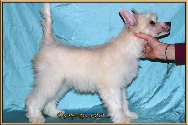 Sayuri's All You Need Is Love