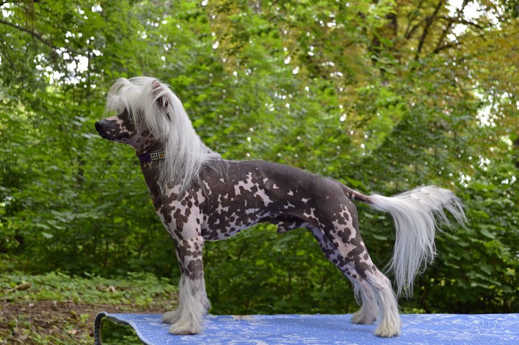 Olgina Mechta Oduvanchik