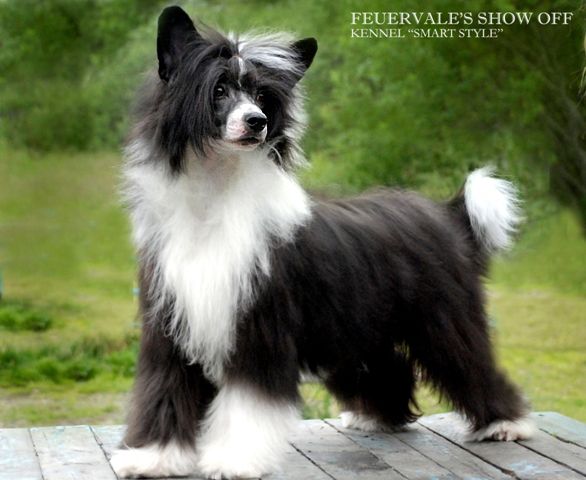 Feuervale's Show Off