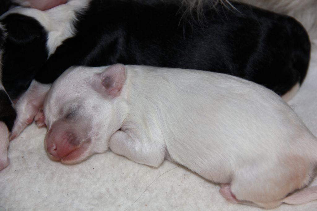 Feuervale's Sarah Belle