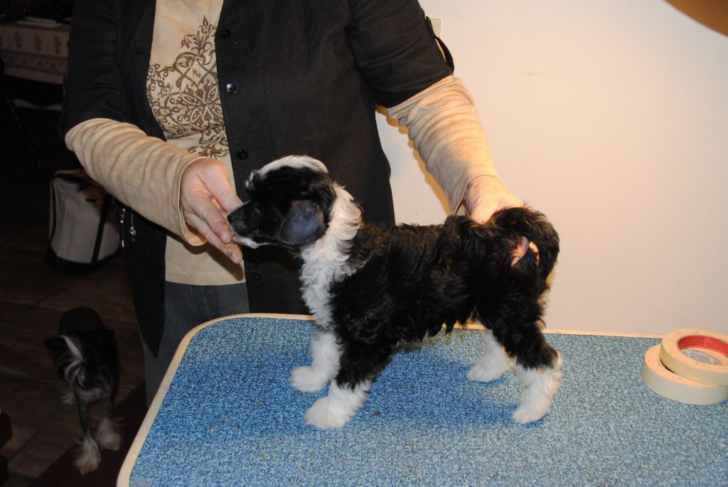 Kokoro's Wonderful Harlequin Romance