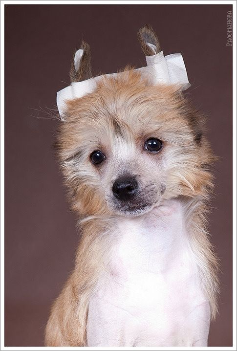 Aura Beauty Seven Seas Princess 