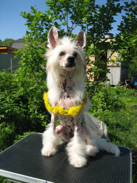 Aura Beauty Silver Snow 