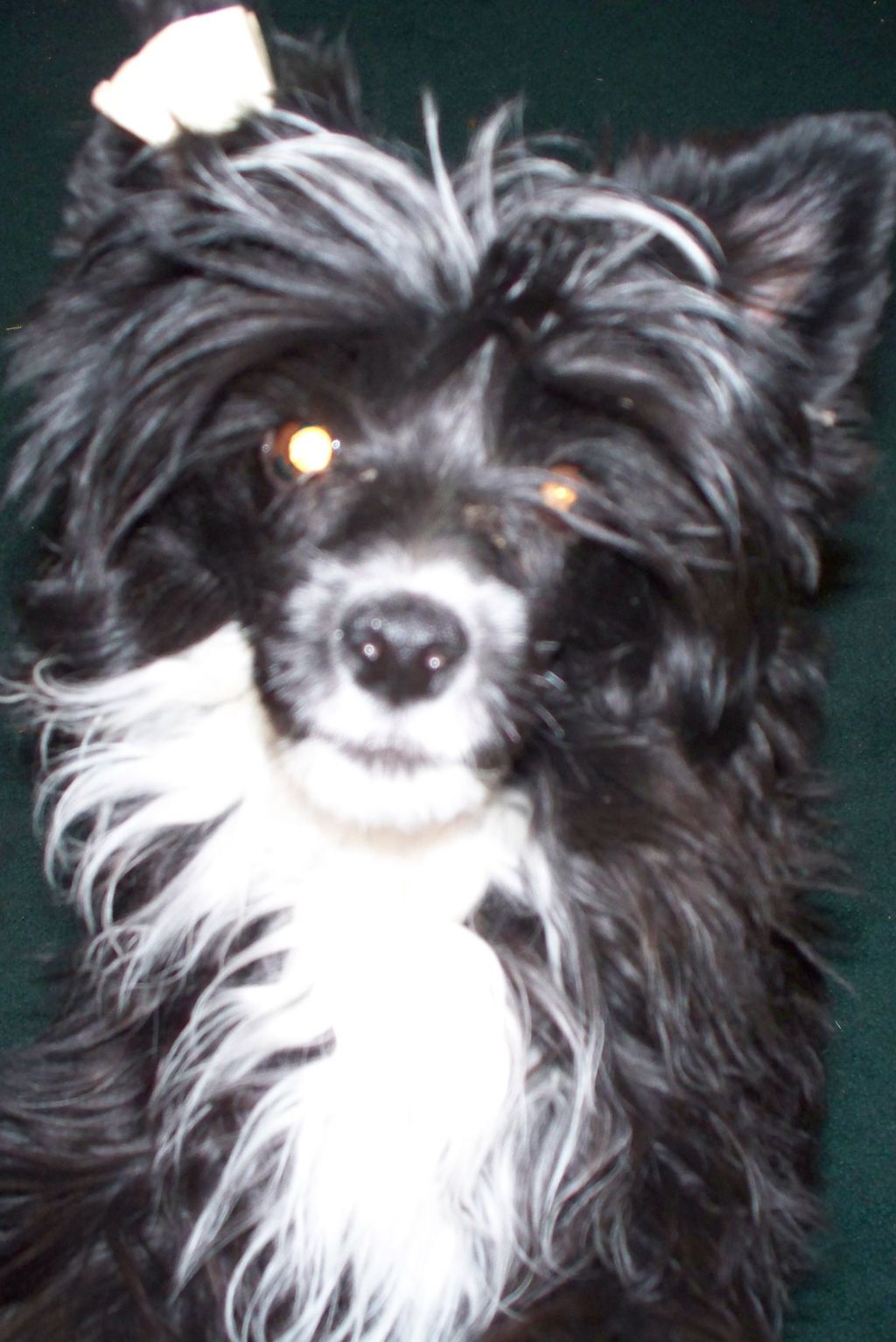 Canyons Rising From The Ashes