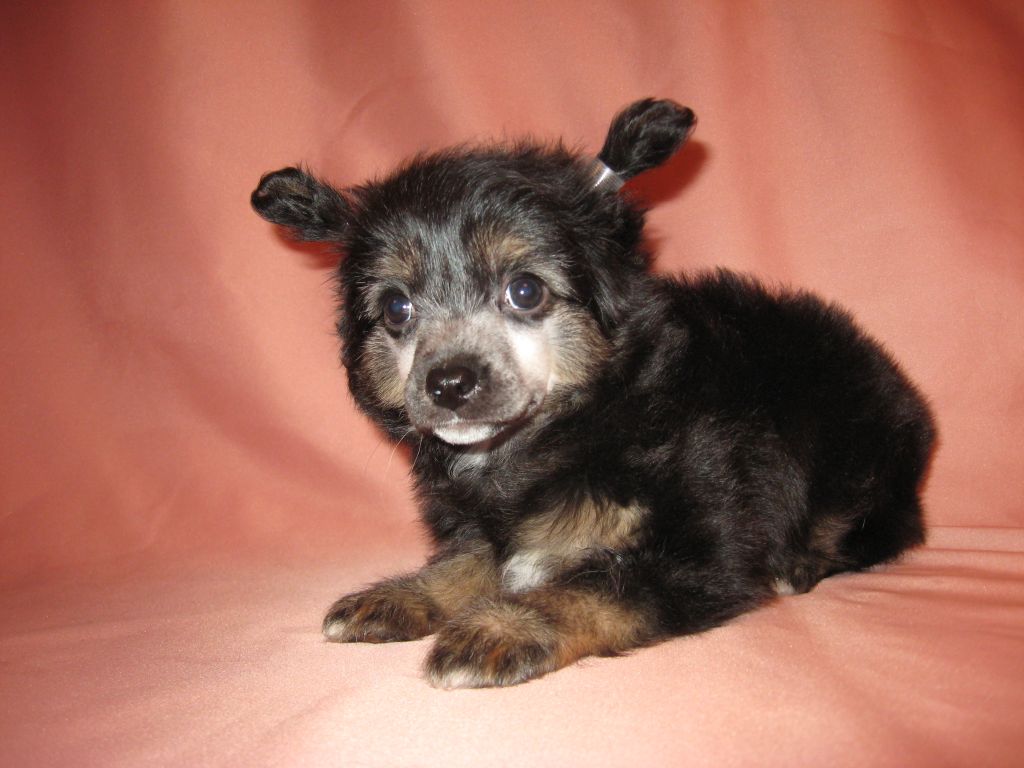 Melanies Rerity Martini