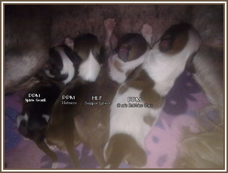 O mio Babbino Caro Della Castafiore