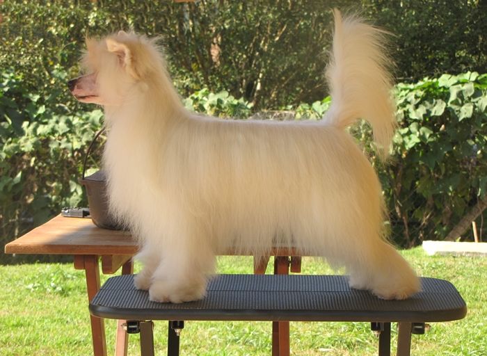 Lapinus New Girl In Town