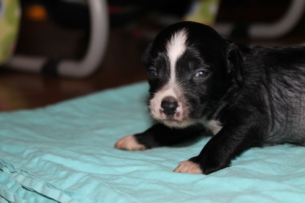 Ixtri's Highway Star