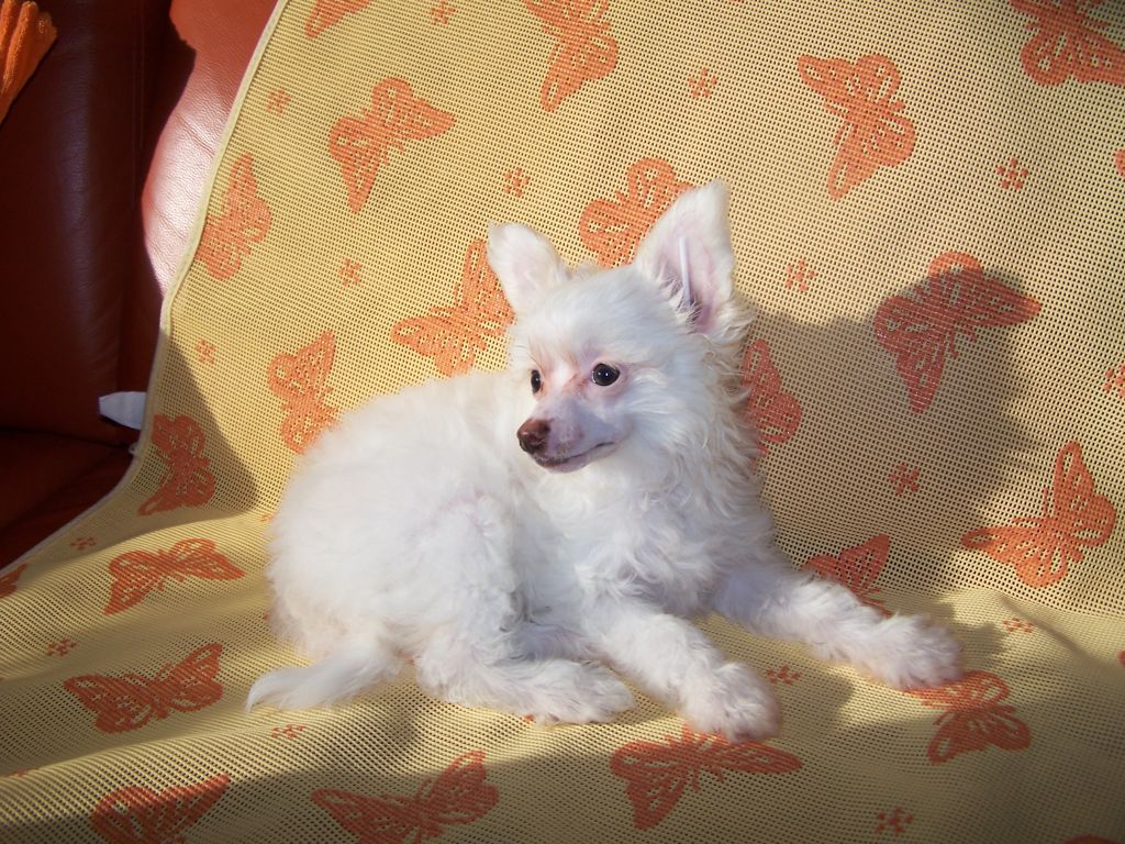 Ace von Chinese Lily