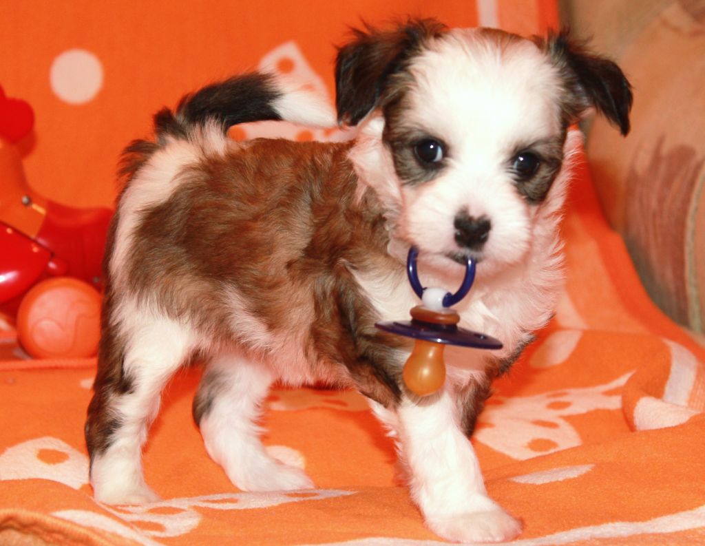 Kidsolarus  Elena  East  Sweetness