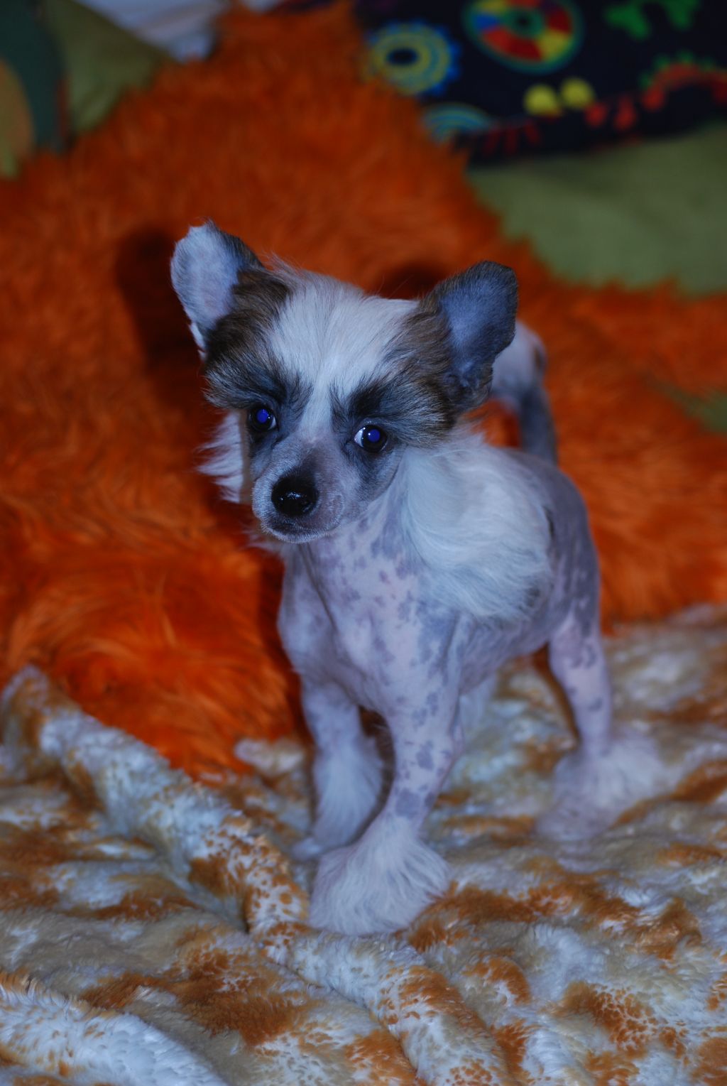 Stormcrest Modesty Blaise