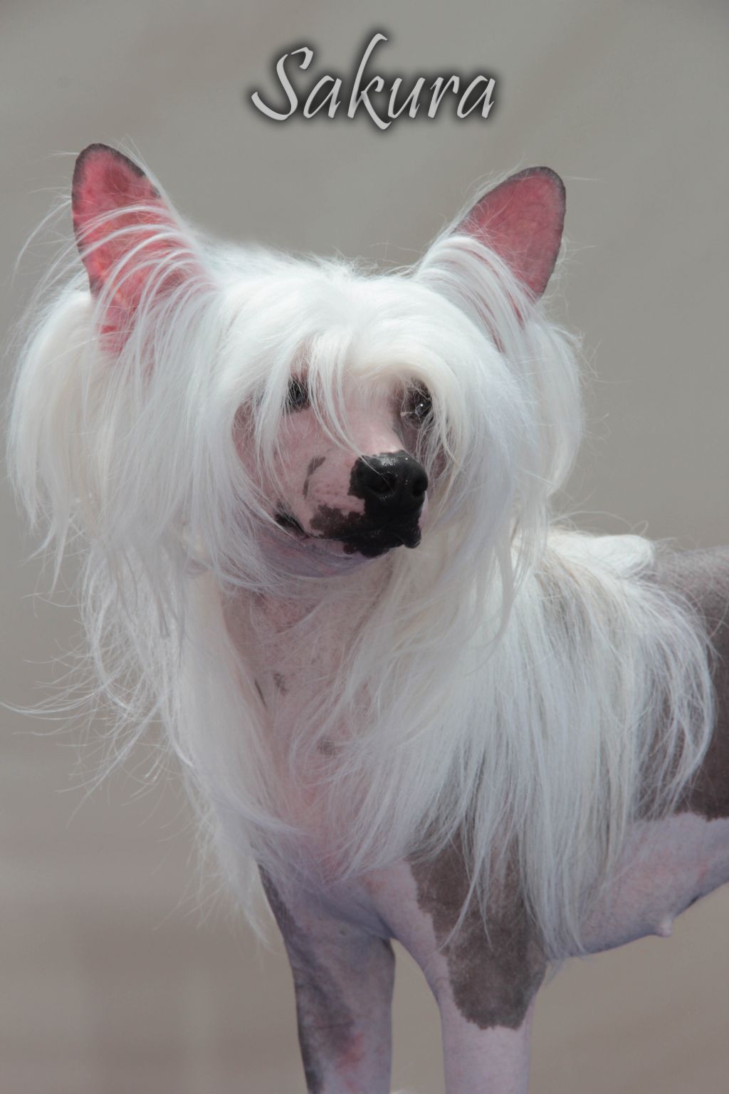 Demetra Dea della Fertilità