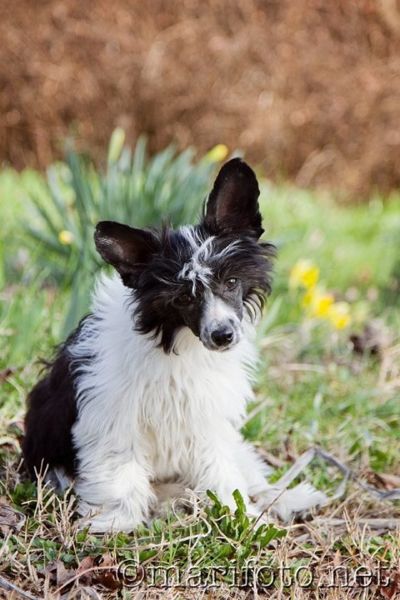 Dagon Dio della Terra