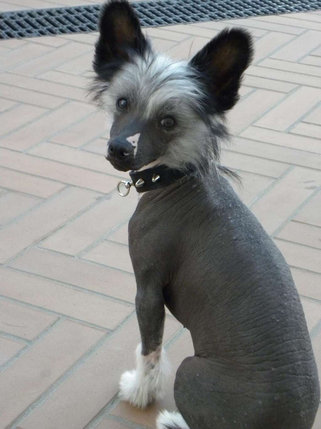 Megi Dundra Dio Luna