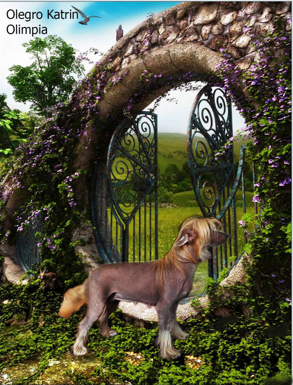 Olegro Katrin Olimpia